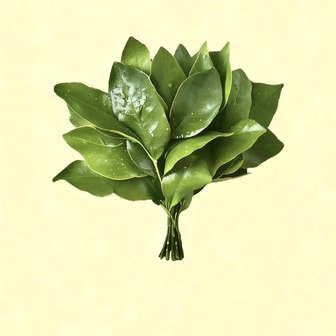 菏泽花溪牡丹花卉