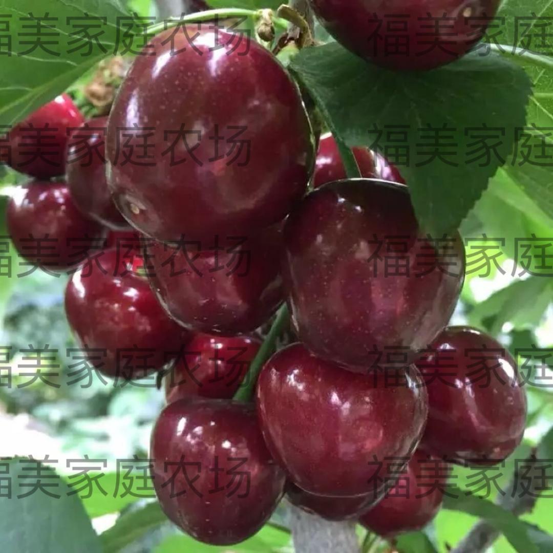 培哥🍒培嫂大樱桃
