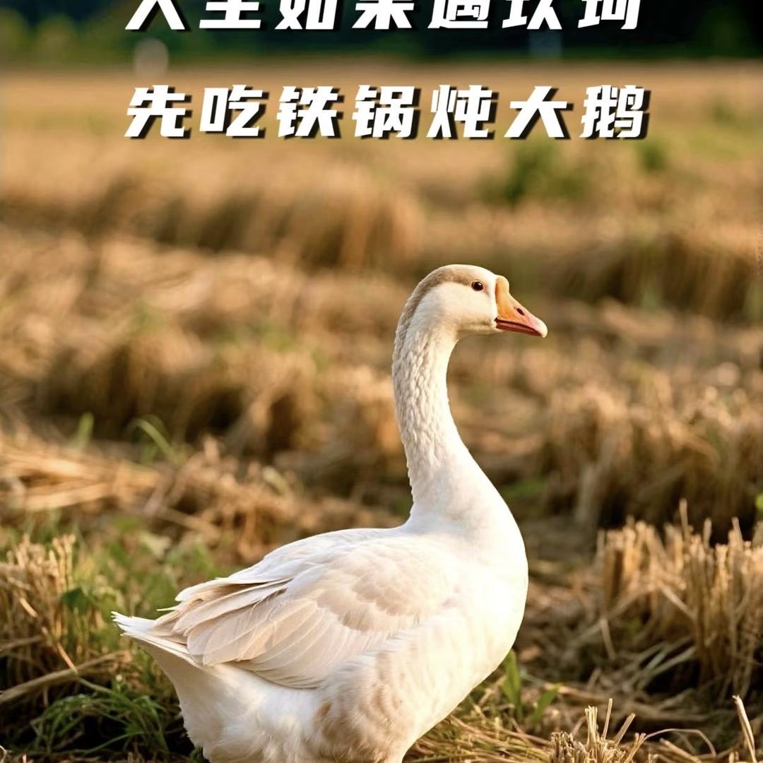 正宗东北土大鹅