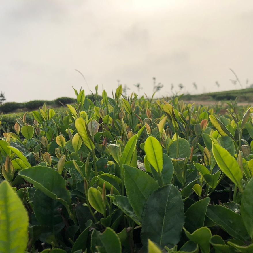 日照绿茶源头厂家