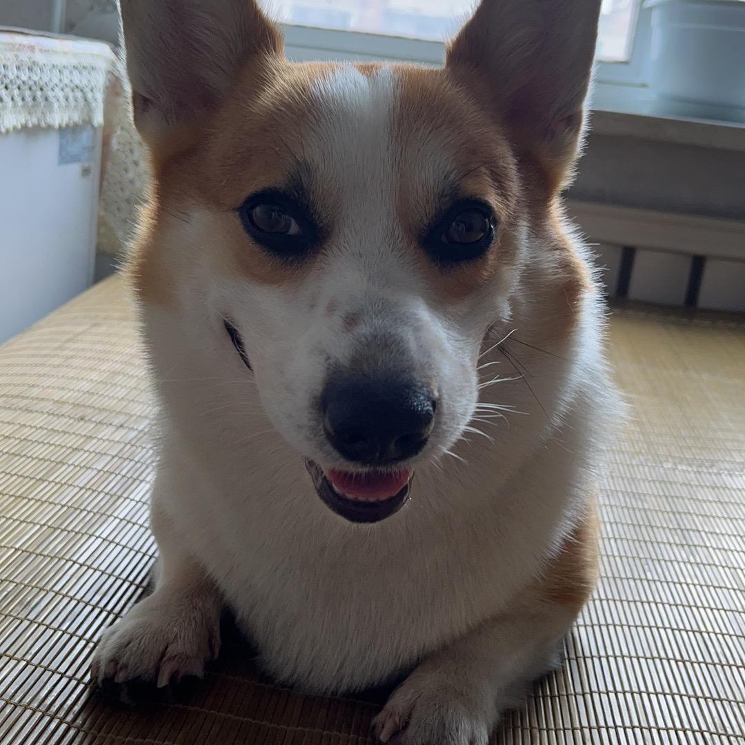 奶豆