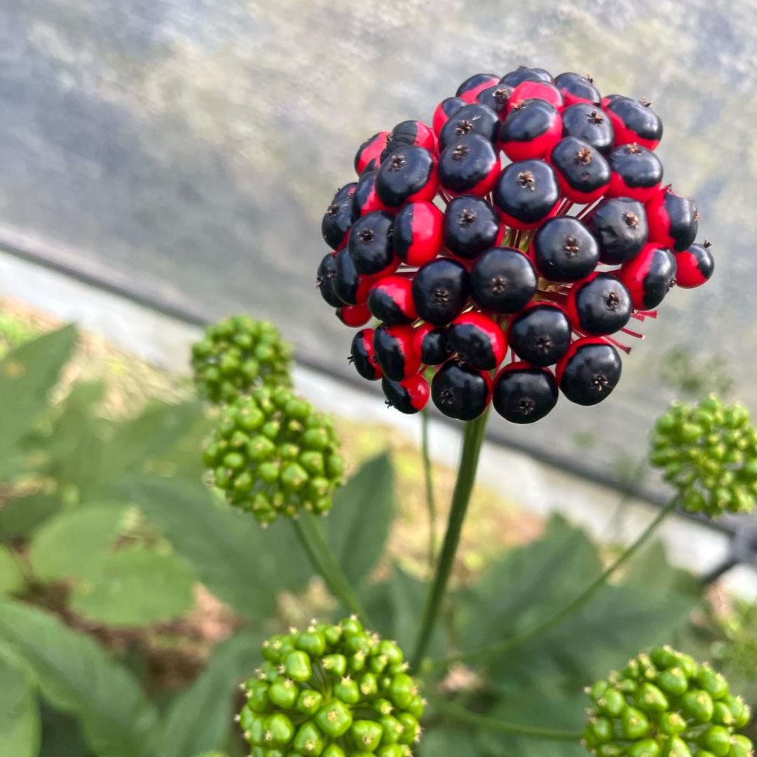 竹节参(白三七)