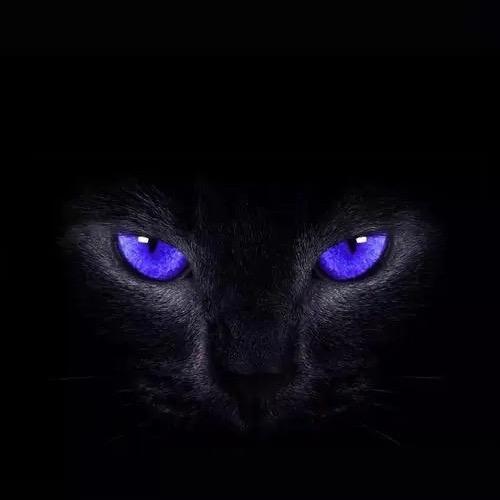 青丘有狐名为白