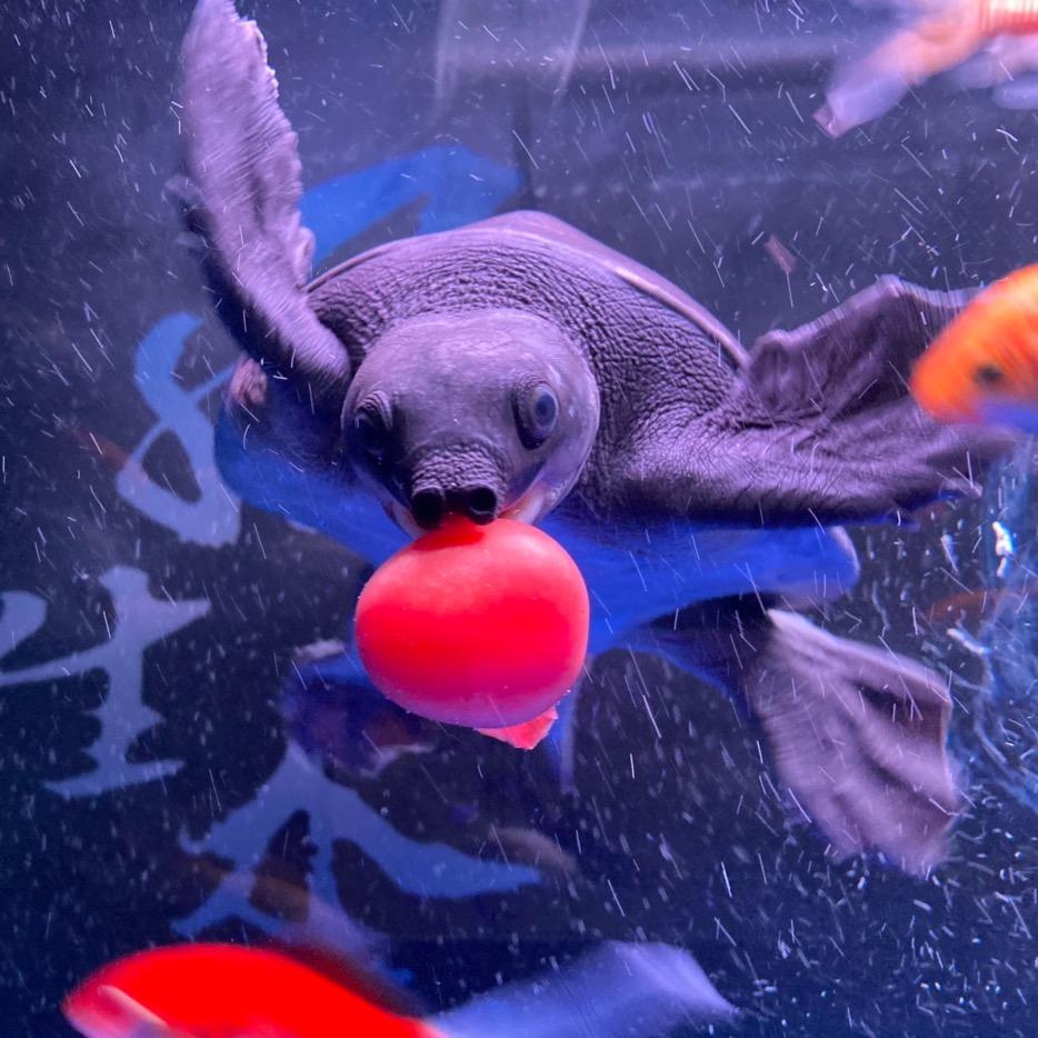 老李头🍖🍖🍽