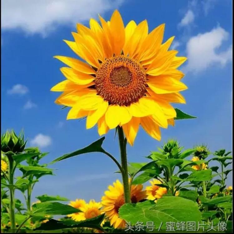 用户95888269365平安一生
