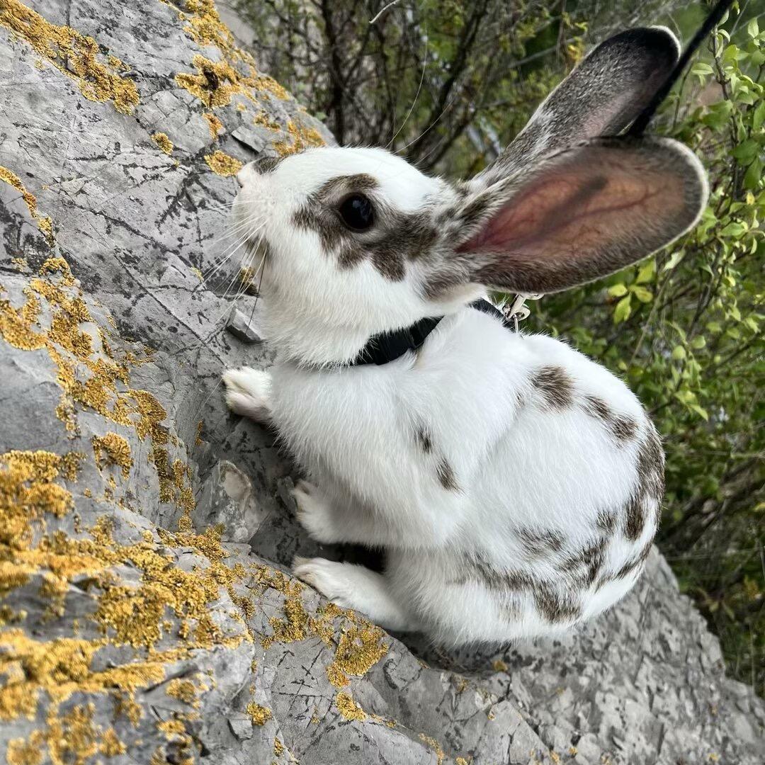 ☪︎·̩͙懵婷🦊ᩚ