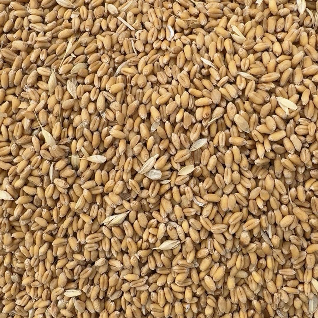 粮食购销烘干玉米小麦稻谷