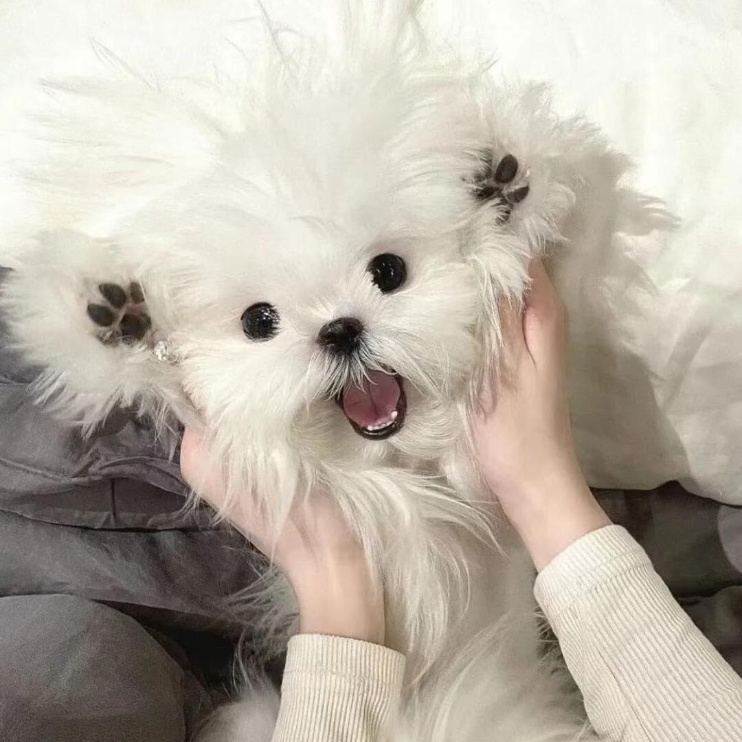 卷毛小狗.