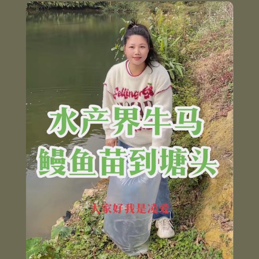 广东卖鱼苗的-（凌爱）