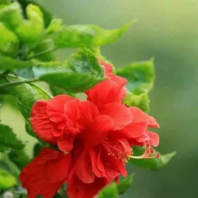 静待花开