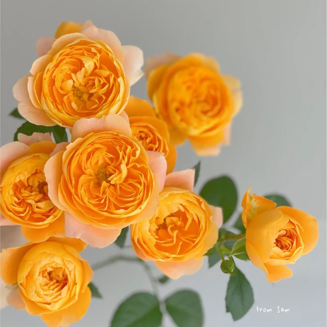 晶彩花卉园艺