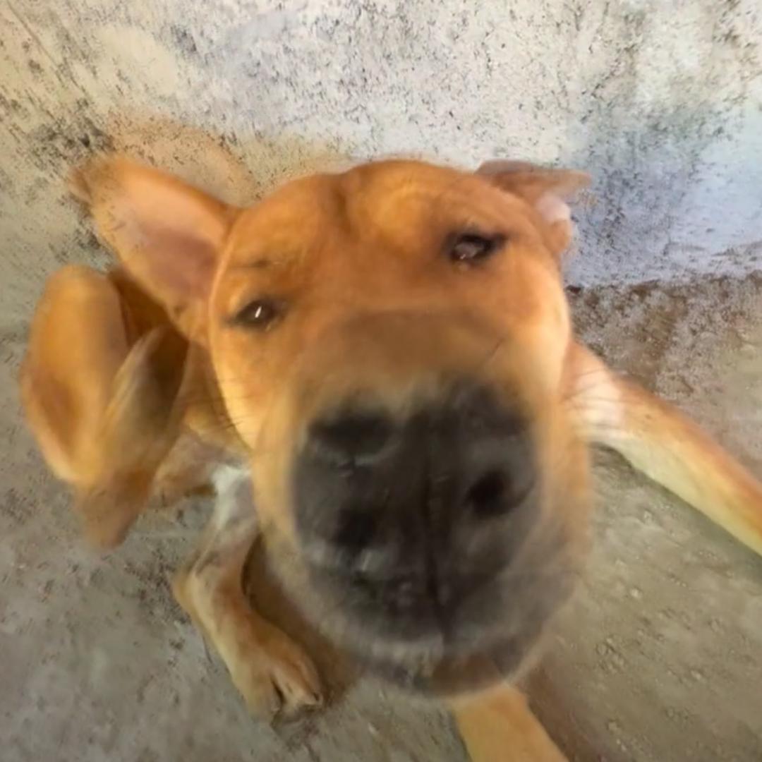 小土狗
