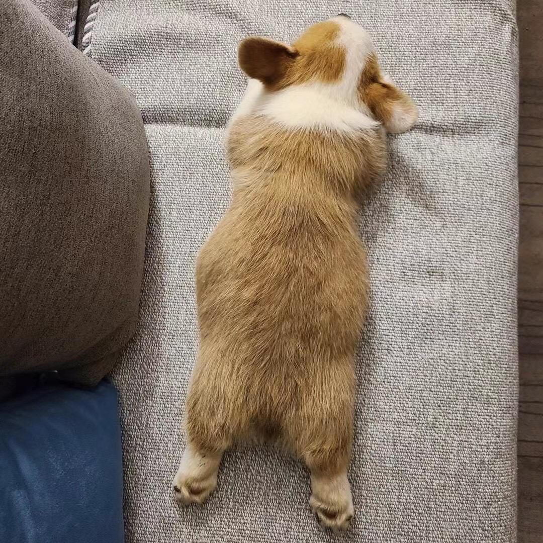 三臭蛋儿