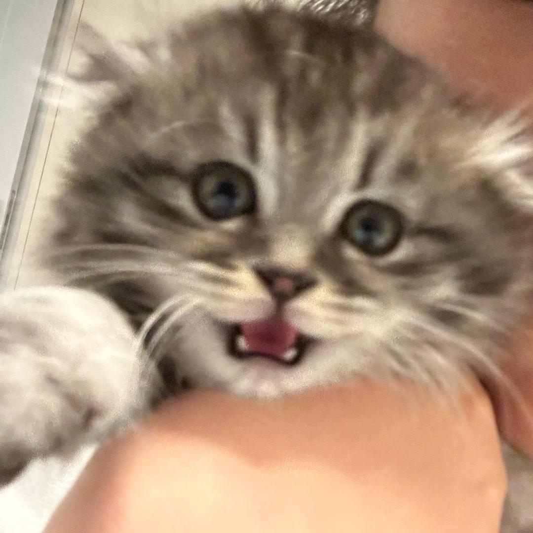 笨笨不笨🐈‍⬛