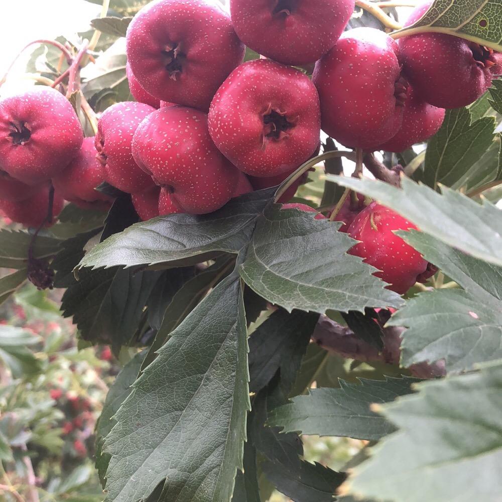 用户小王精品甜红子山楂果