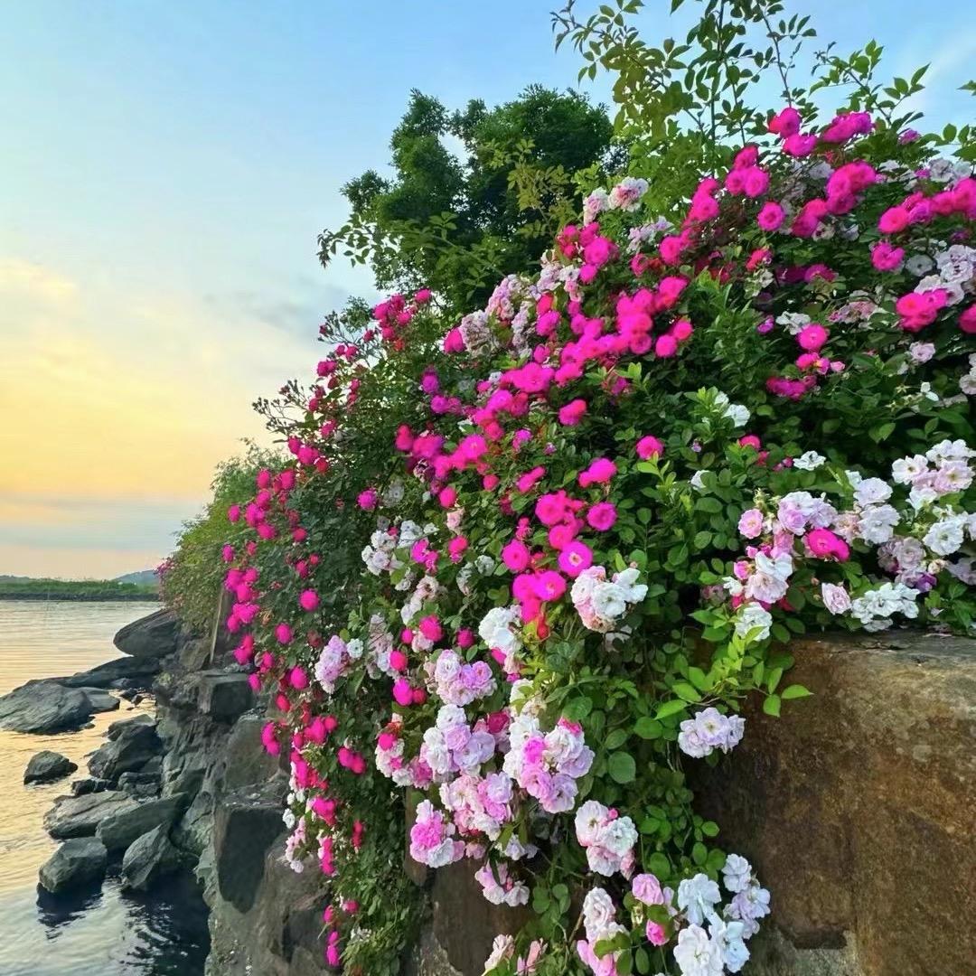 春梅吖