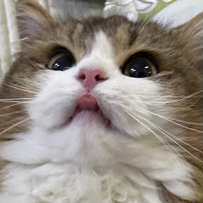 菠萝多鱼