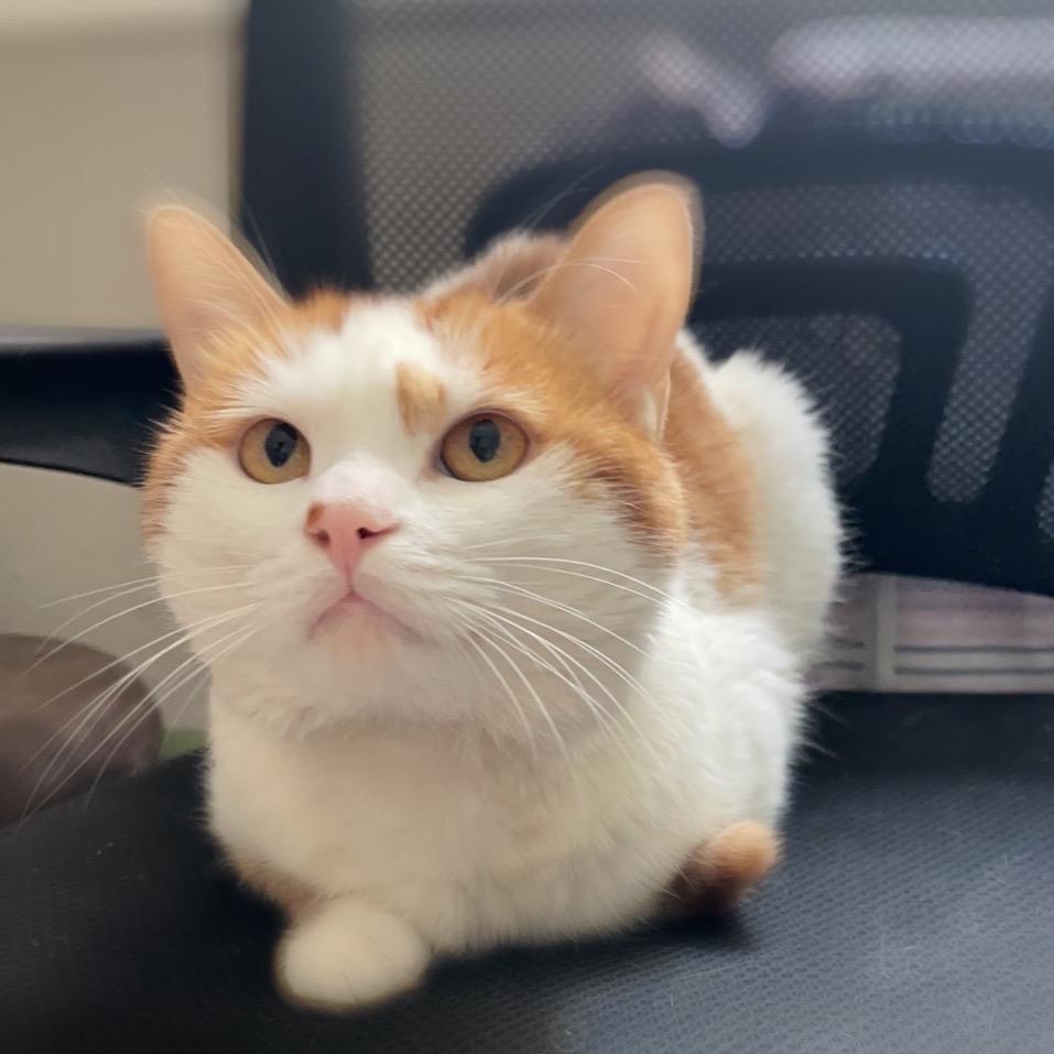 一只身高75cm的猫