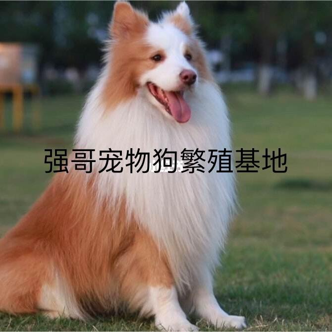 强哥宠物繁殖基地(鉴定宠物狗)1