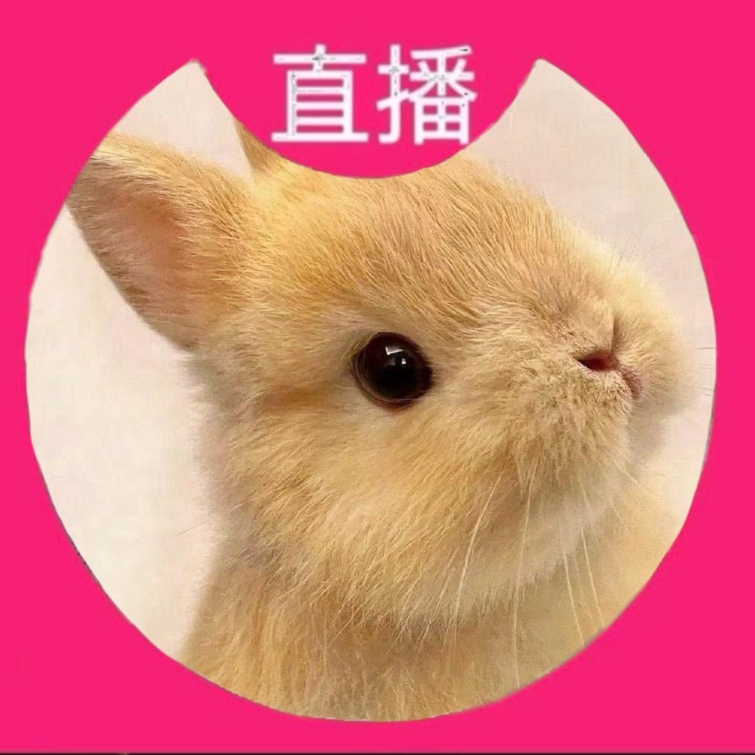 兔了