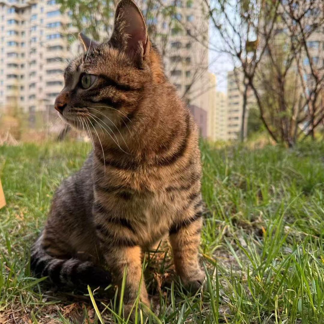 李小磊