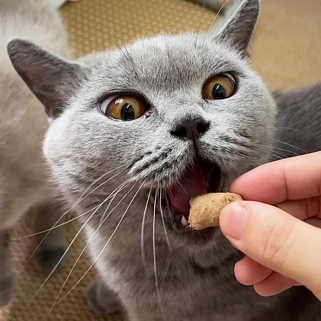 财财是只肥猫
