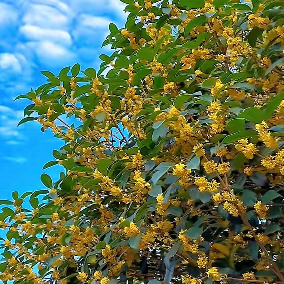 剧情再美终究是戏°🥀（伙伴计划中）