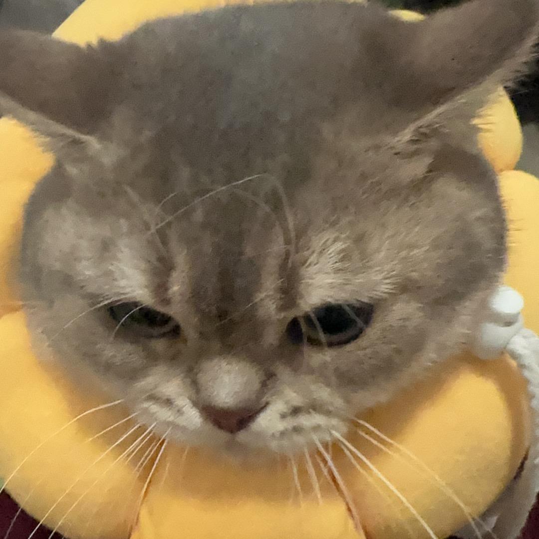 建军儿是只猫