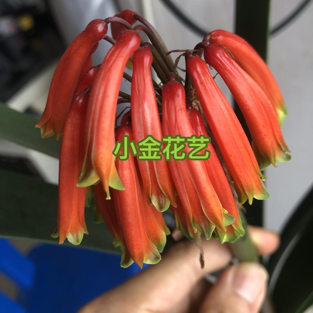 小金花艺君子兰