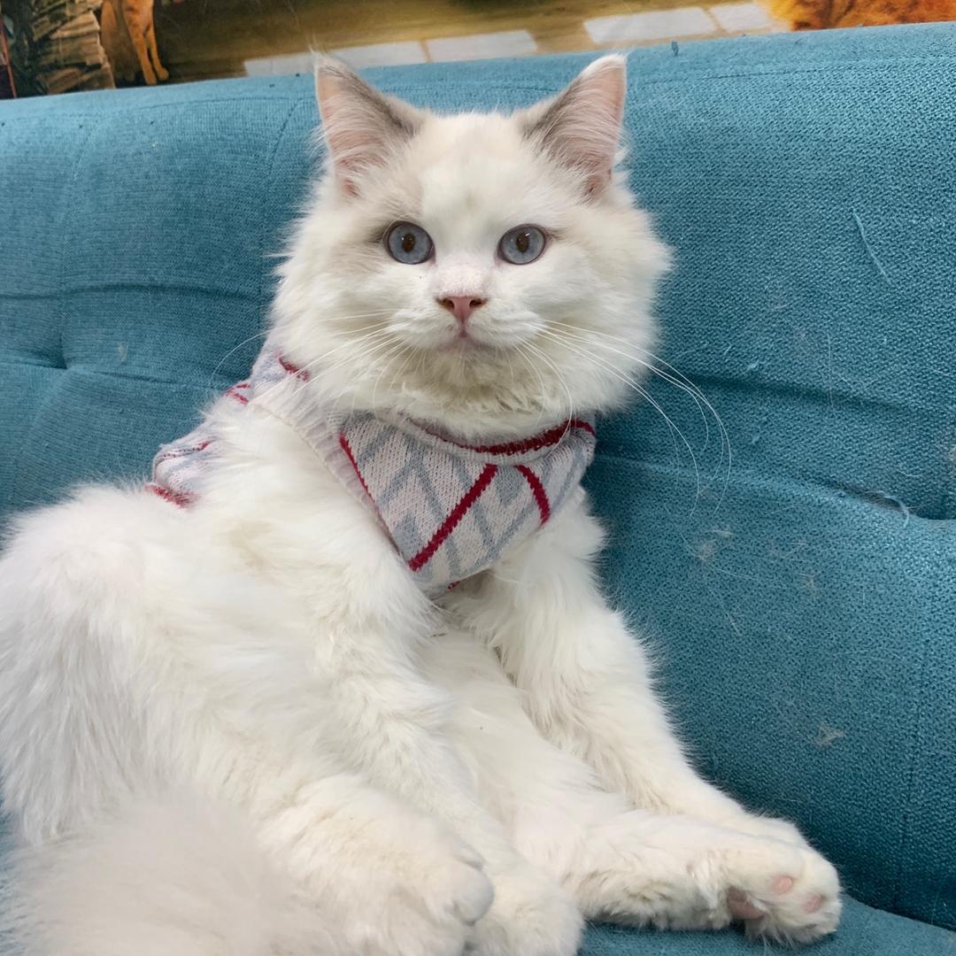 招财是只招财猫