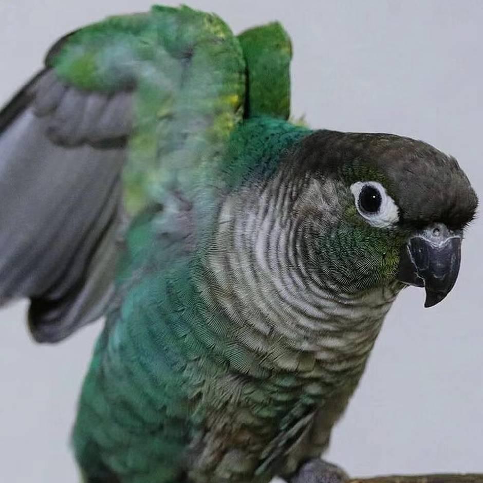 小方宠物驿站方源宠物