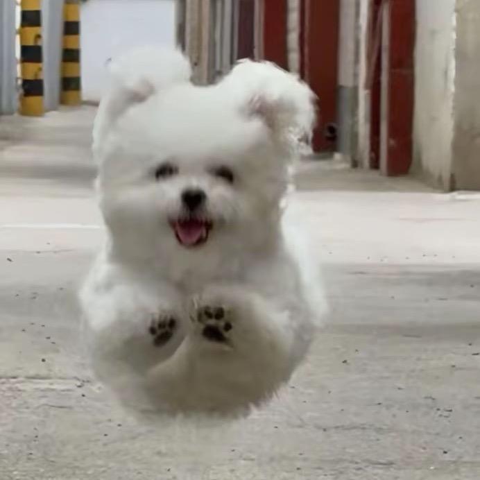 小榛