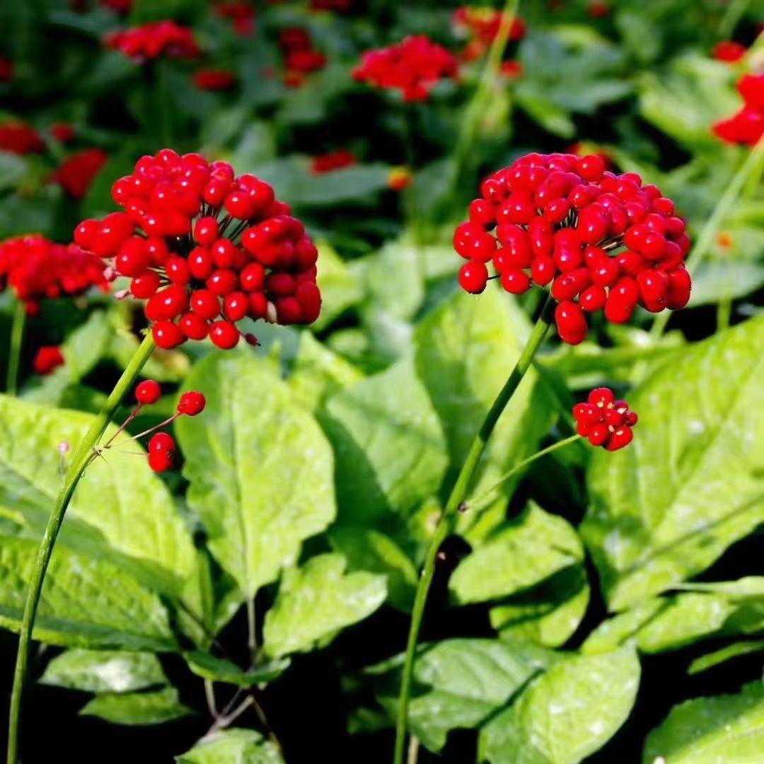 长白山下钱二哥