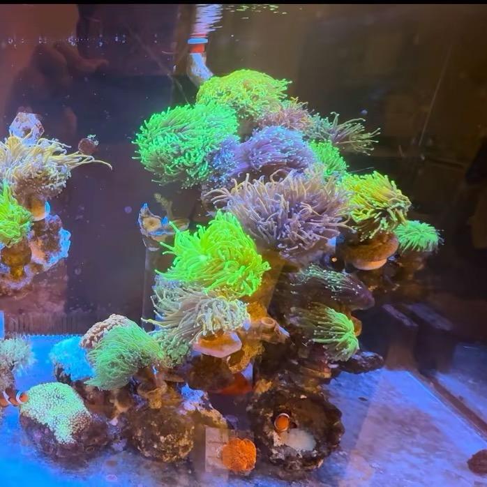 败家老公玩海缸