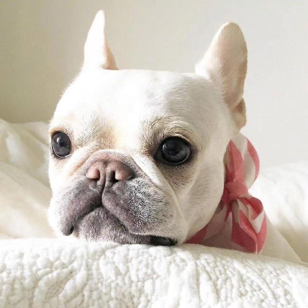 🐶吉祥💓