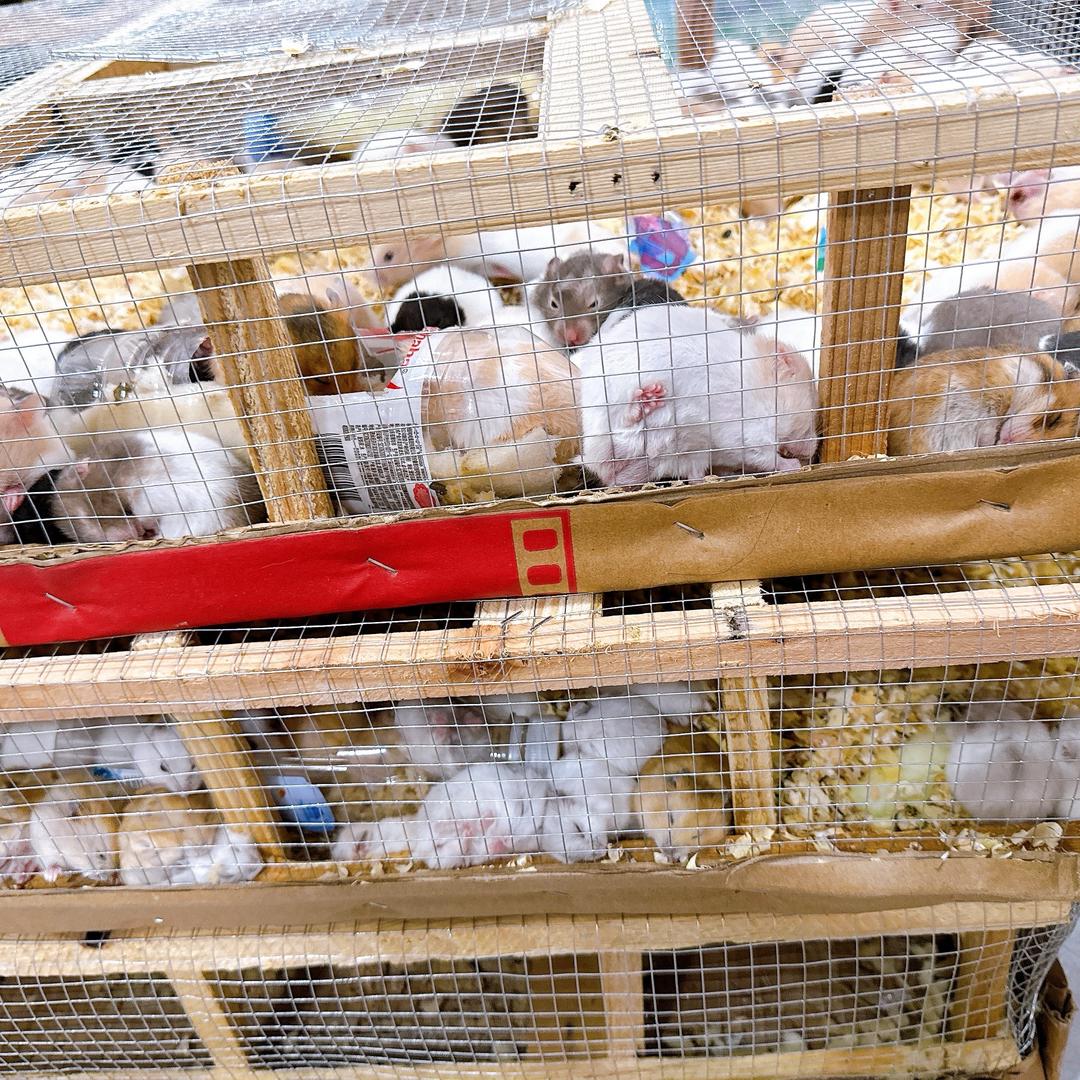 吉鑫熊🐻舍《出仓鼠金丝熊》