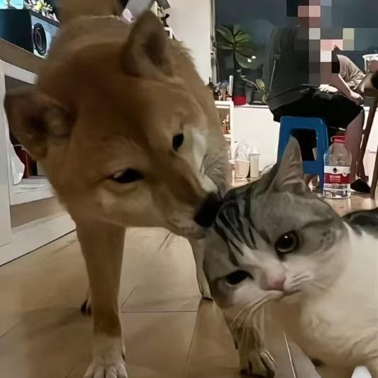 佳佳的佳佳