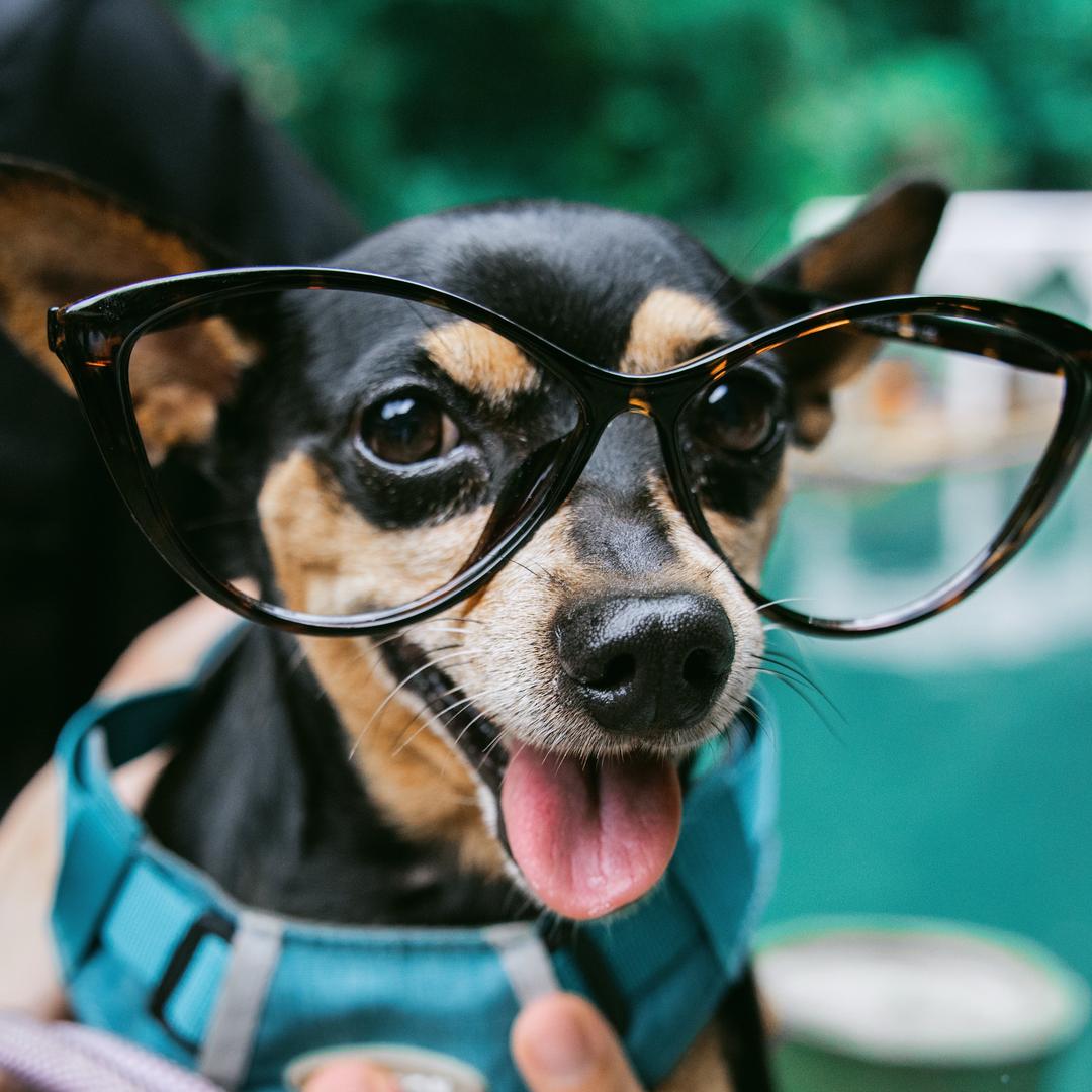 飞在天上的生煎包
