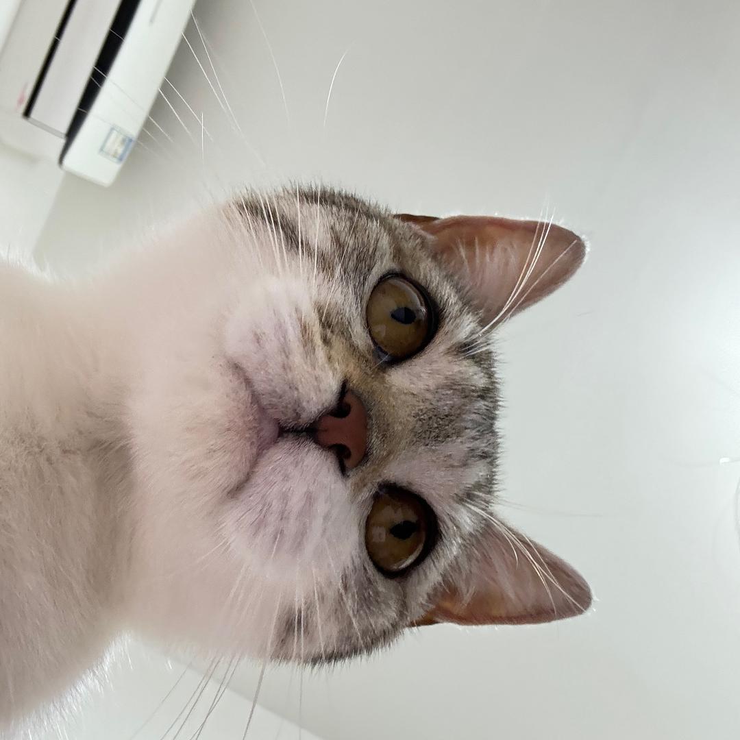 妮妮