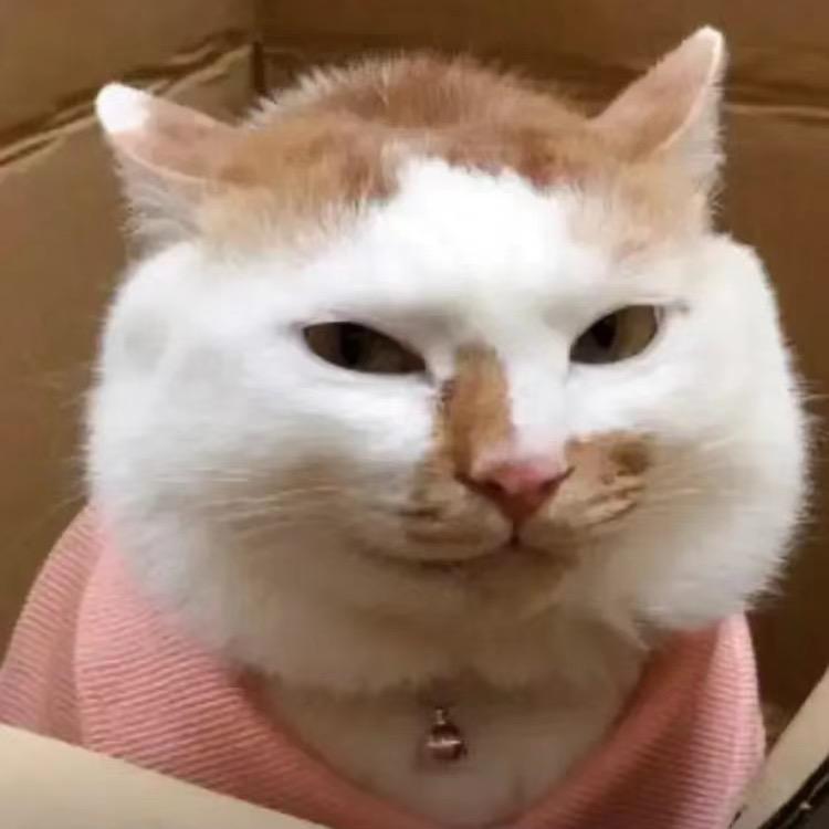 多次拒绝刘亦菲头像