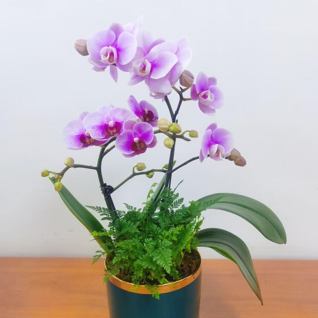 罗园绿植深圳市罗园生态科技有限公司专卖店