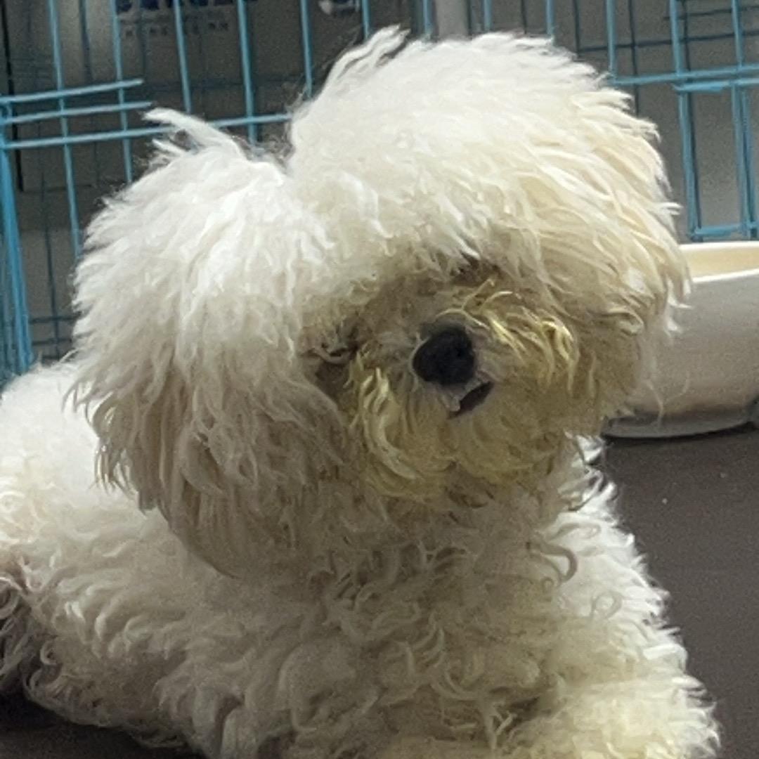 潦草小狗主理人