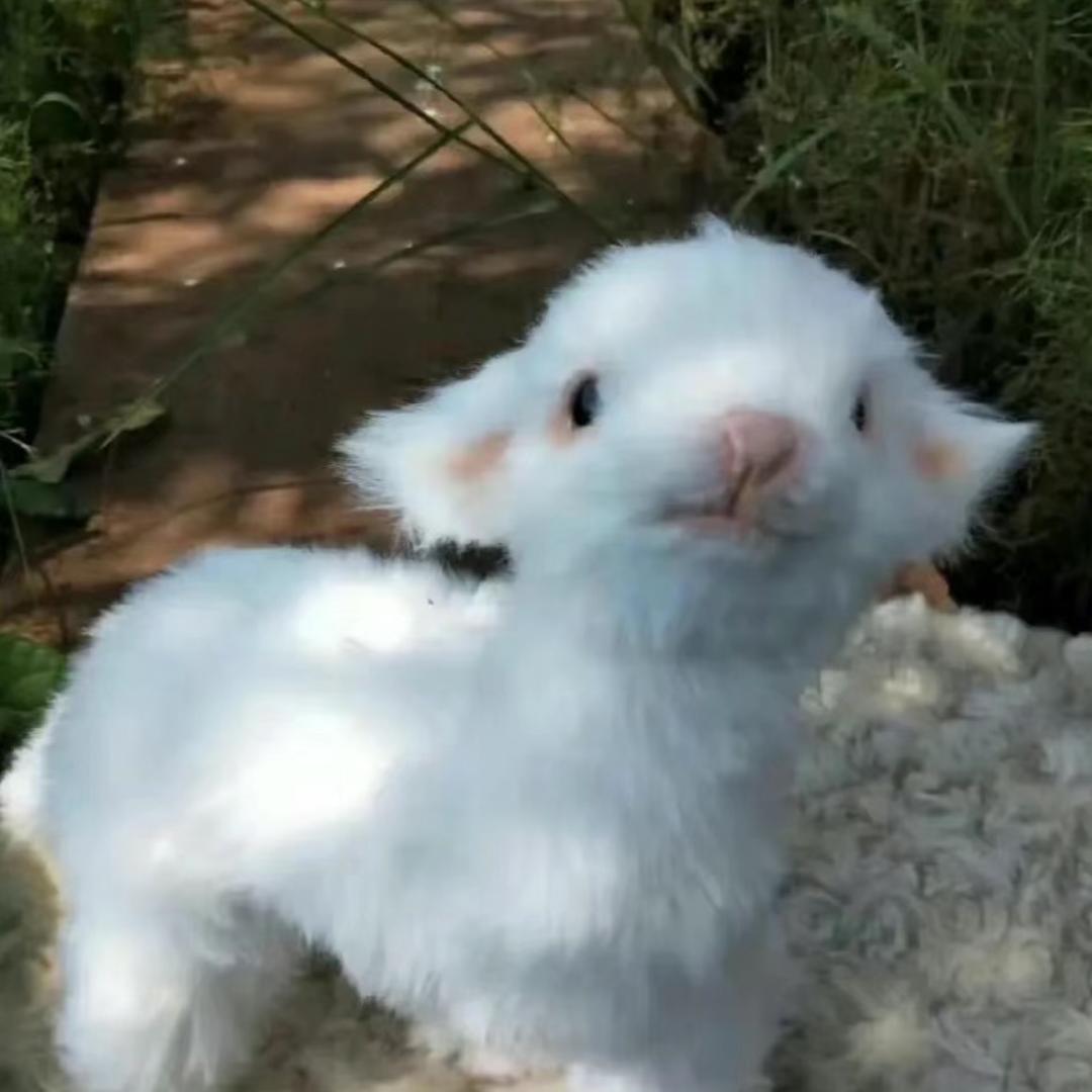 大胆小肥羊
