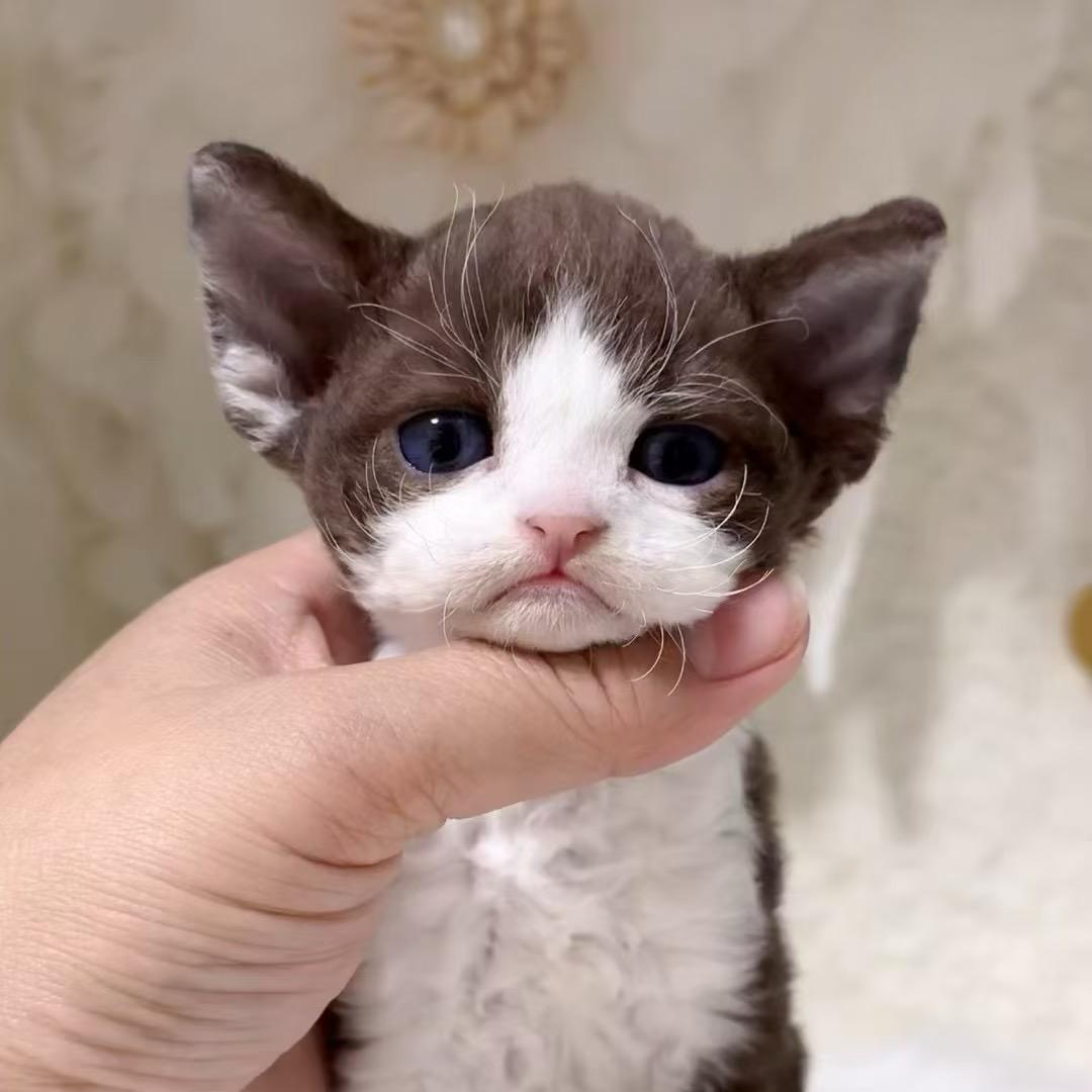小清清德文