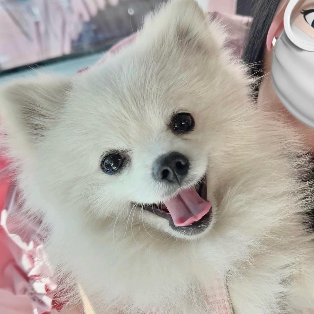 球球是只小博美
