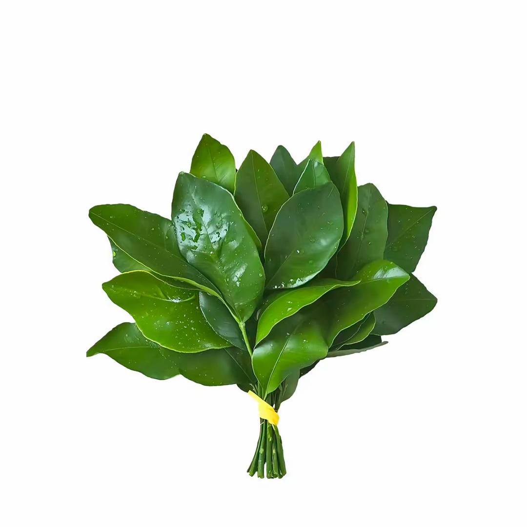 像风想自由