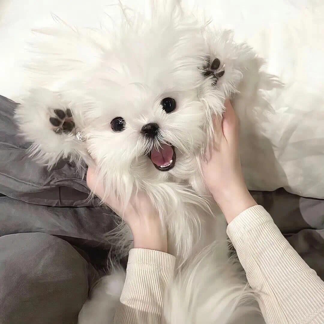 鱼糕糕