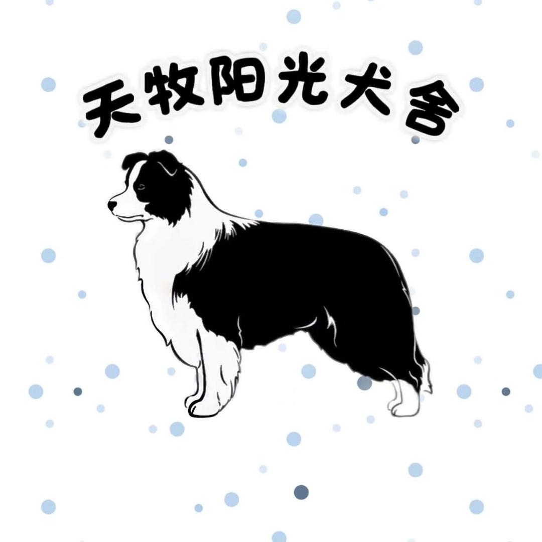 天牧阳光边牧犬舍