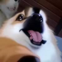 城里的土狗