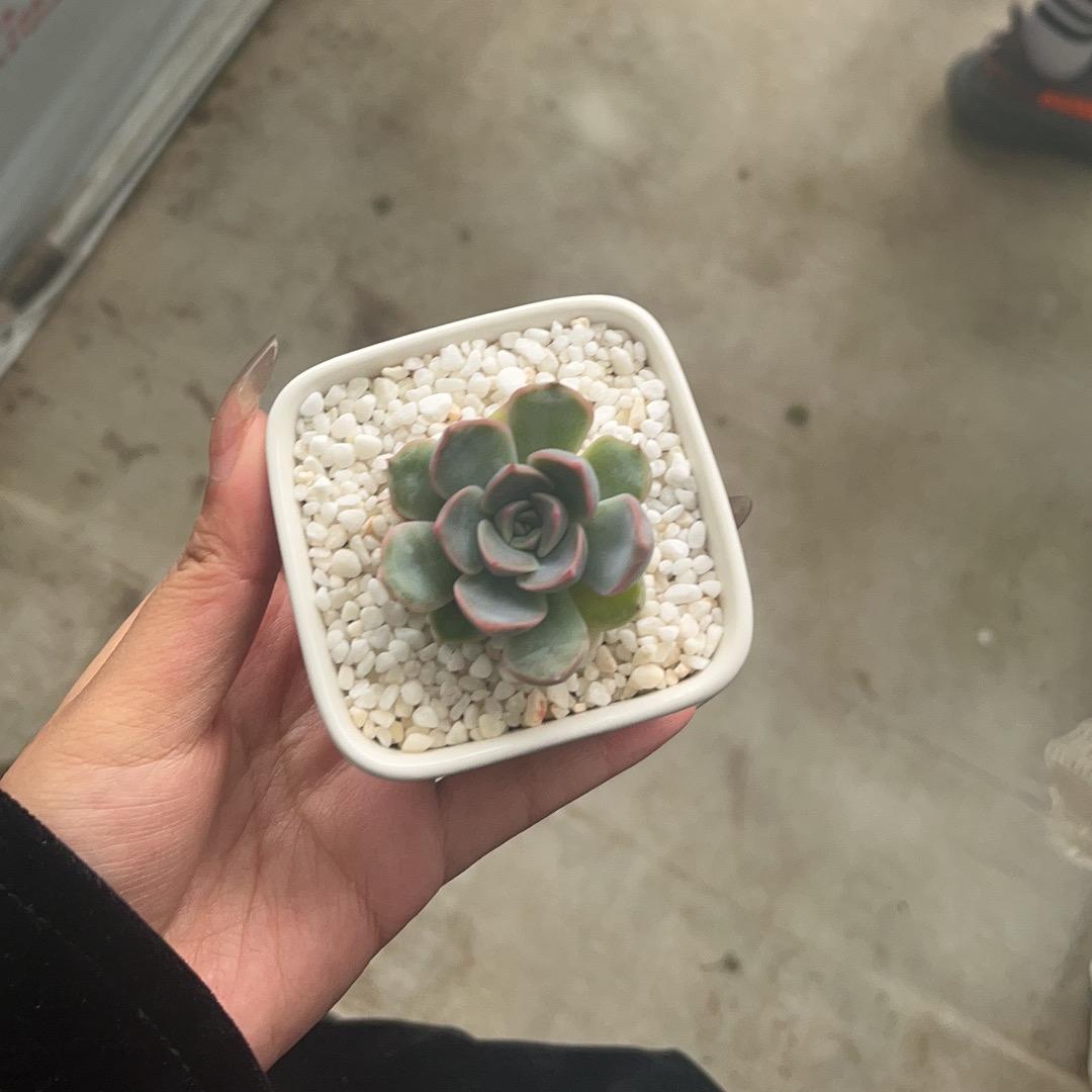 鲤里